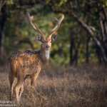 tadoba national park