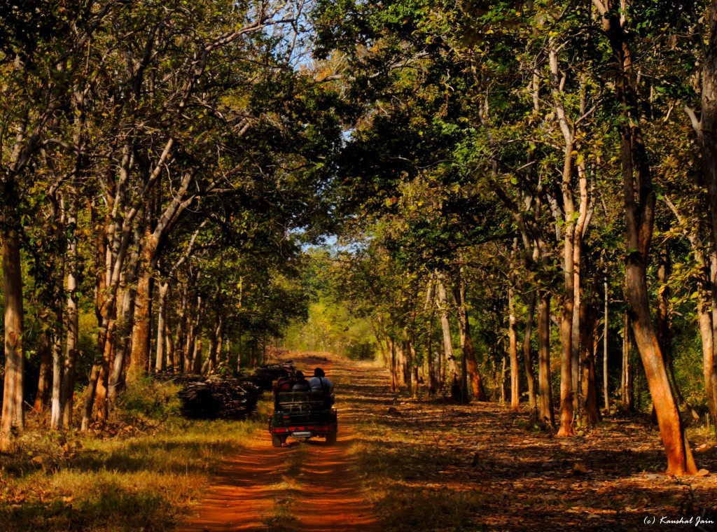 welcome to the tadoba national park