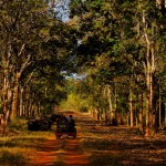 welcome to the tadoba national park