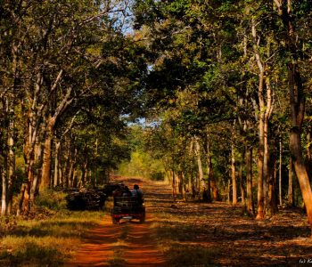 welcome to the tadoba national park