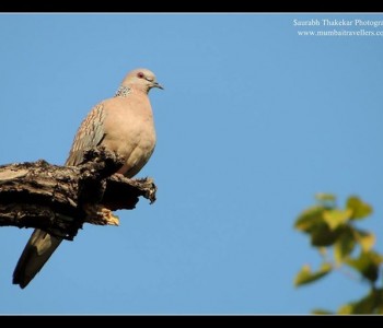 bird spotted dove in tadoba andhari tiger reserve