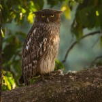 brown fish owl