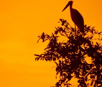 lesser adjutant strok at tadoba wildlife national