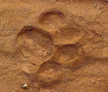 pugmarks of tigers in tadoba andhari tiger reserve