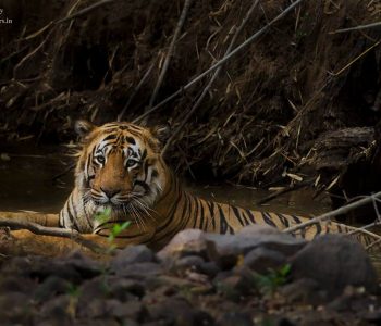 tiger sighting at tadoba wildlife safari