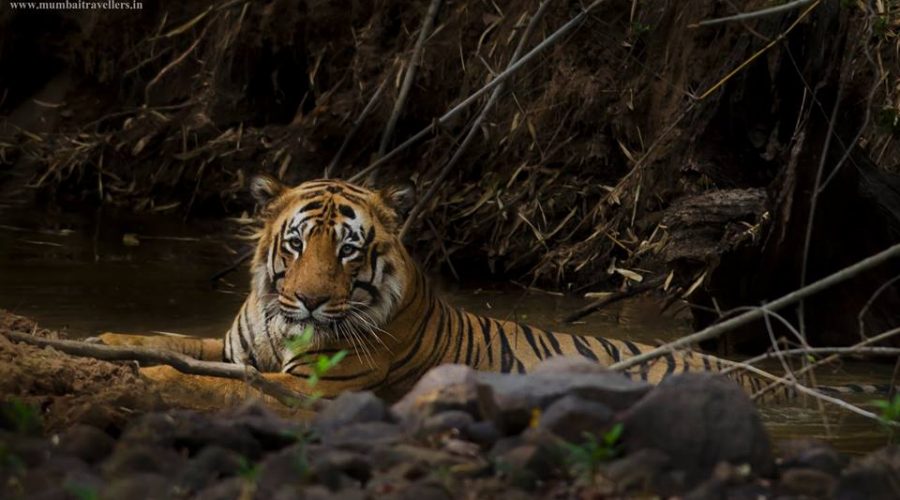 tiger sighting at tadoba wildlife safari