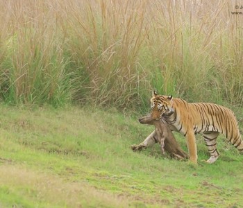 tiger's kill in tadoba