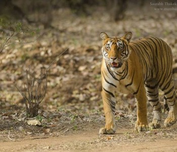 tigress noor in tadoba andhari tiger reserve