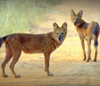 wild dogs sighting at tadoba