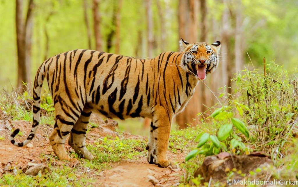 online booking for tadoba tiger safari