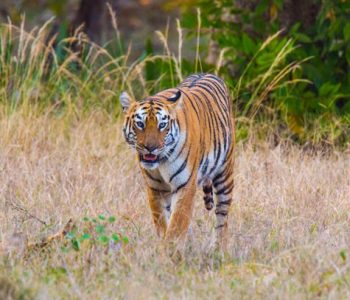 8 TIPS TO HELP YOU PLAN YOUR NEXT TADOBA WILDLIFE SAFARI