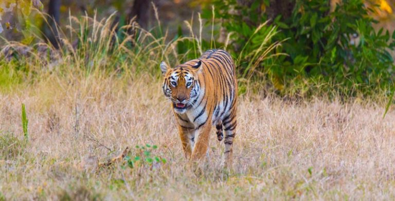 8 Tips To Help You Plan Your Next Tadoba Wildlife Safari