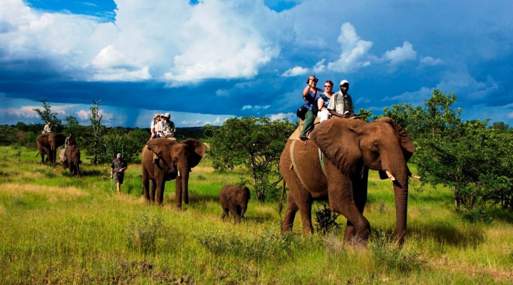 Elephant Safari Back In Tadoba National Park