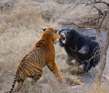 Tiger and Bear fight