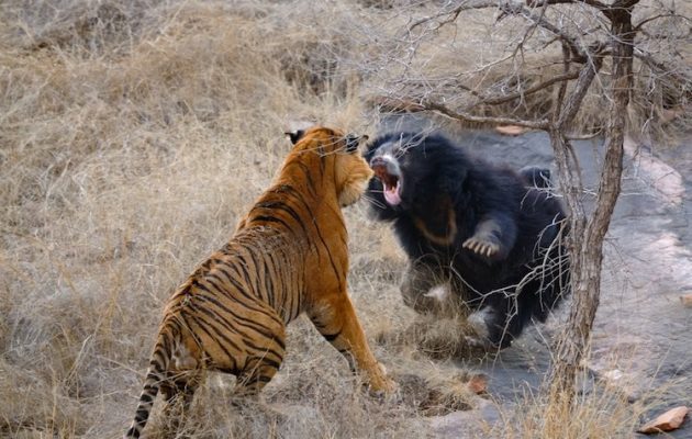 Fierce Battle Between Tiger And Sloth Bear In Maharashtras Tadoba National Park 