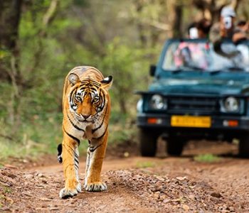 Tadoba safari