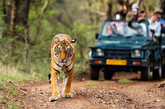 points to know prior to going for an Indian national park