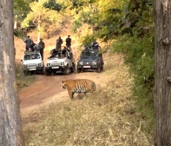 Tadoba-Andhari Tiger Reserve