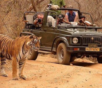 Tadoba Tour Packages