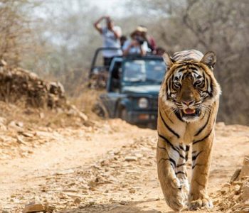 Tadoba Photography