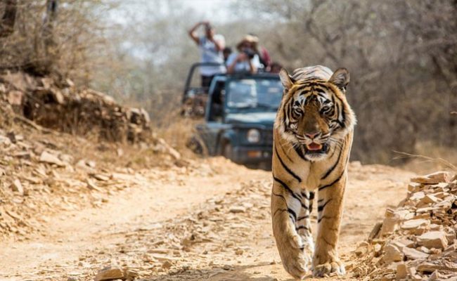 Tadoba Photography