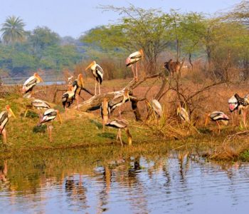 Tadoba Wildlife Safari