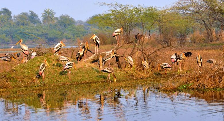 Tadoba Wildlife Safari