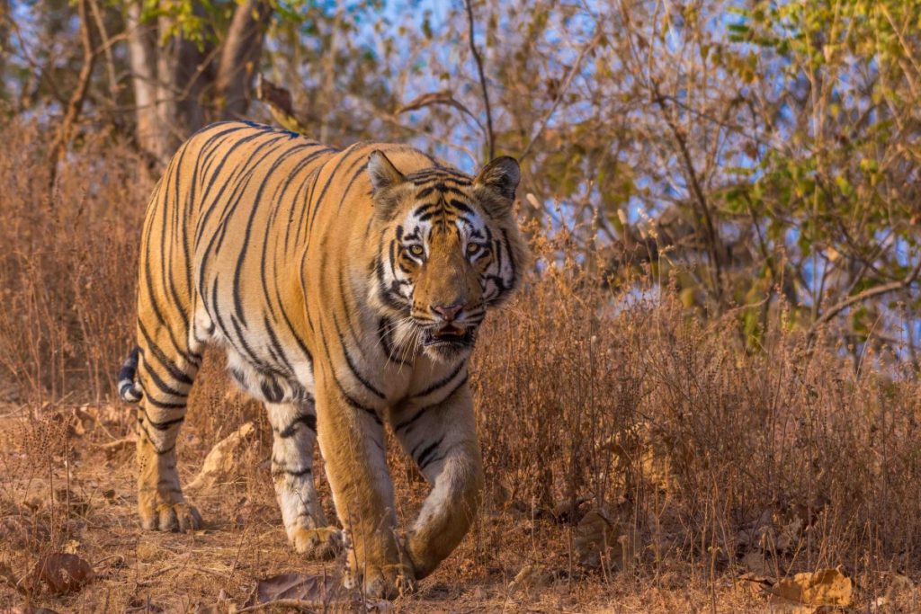 tadoba safari packages from mumbai